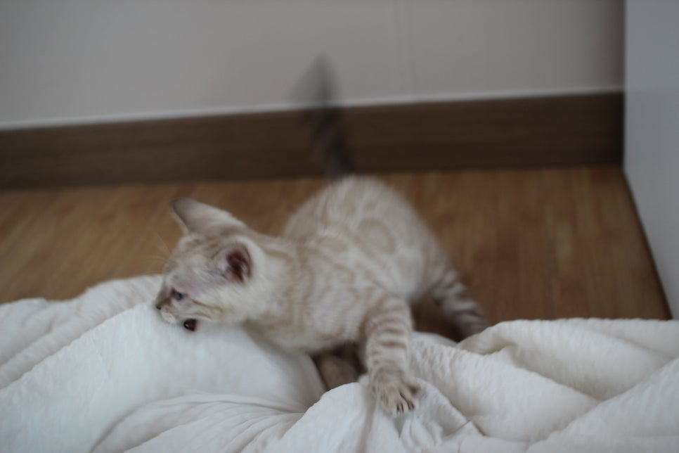 빅로젯 실밍크 뱅갈고양이 남아예요 관련 이미지 11