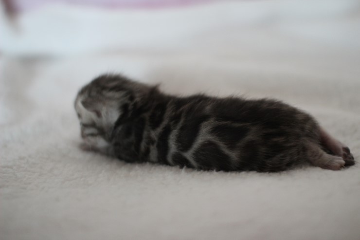 소유뱅갈고양이 캐터리 키튼들 입니다~ 관련 이미지 10