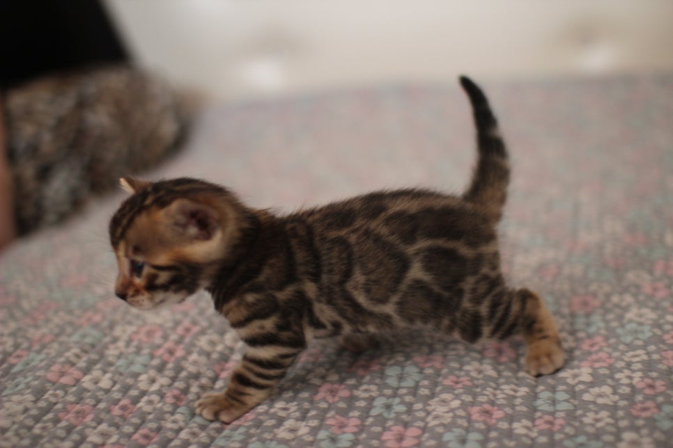 브라운 남아,여아 분양합니다~ 관련 이미지 7