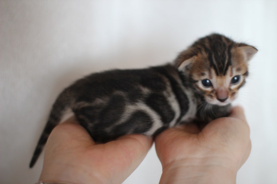 브라운 뱅갈고양이 퍼펙트 남아예요. 관련 이미지 1