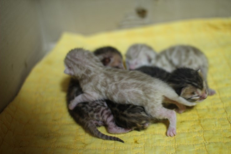 뱅갈고양이 6남매 꼬물이들 단체샷~ 관련 이미지 19