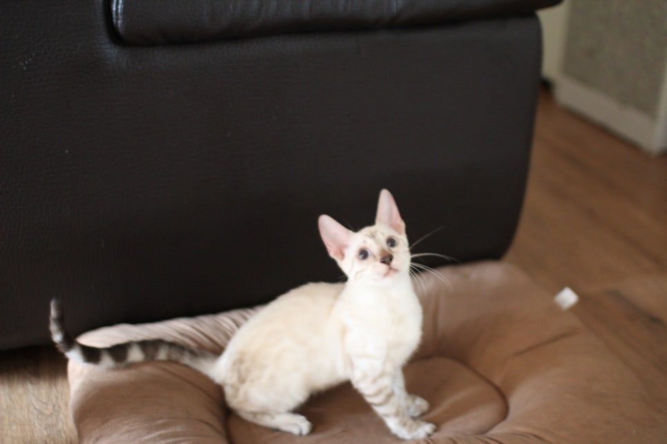 뱅갈고양이분양 너희들 강아지니? 고양이니? ^^ 관련 이미지 1