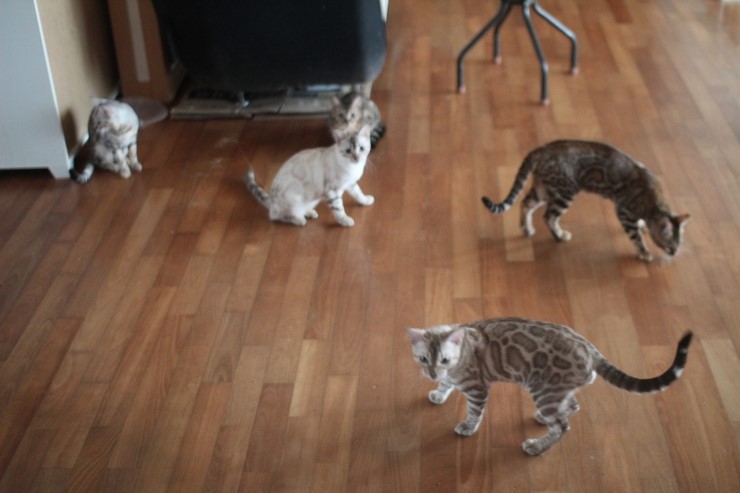 뱅갈고양이 큰 아이들 근황~ 관련 이미지 2