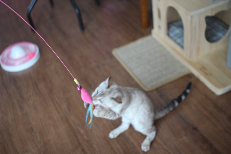 개냥이 스노우뱅갈고양이 남아 분양해요~ 관련 이미지 3