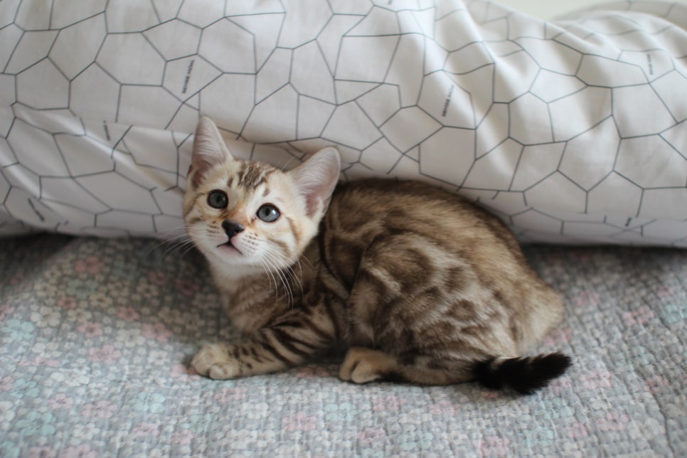 실밍크뱅갈고양이 개냥이 여아 분양해요~ 관련 이미지 3