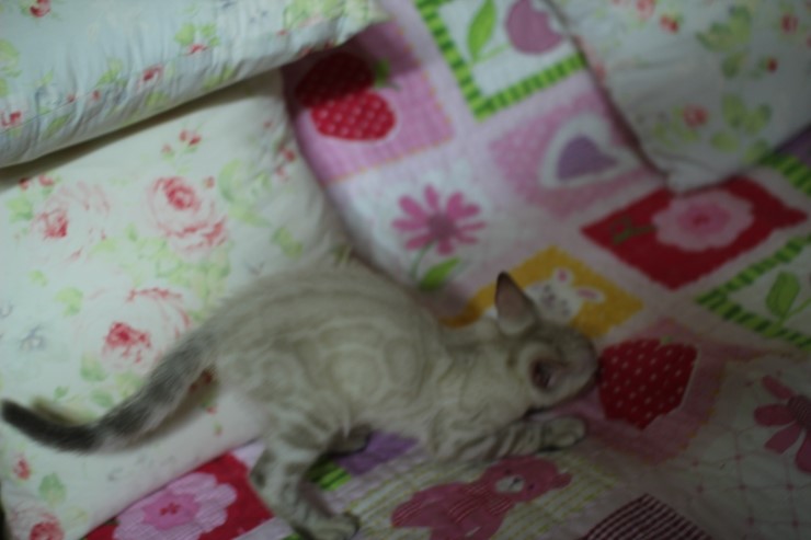 스노우뱅갈고양이 여아들 이쁘고 건강히 성장하고 있어요~ 관련 이미지 6