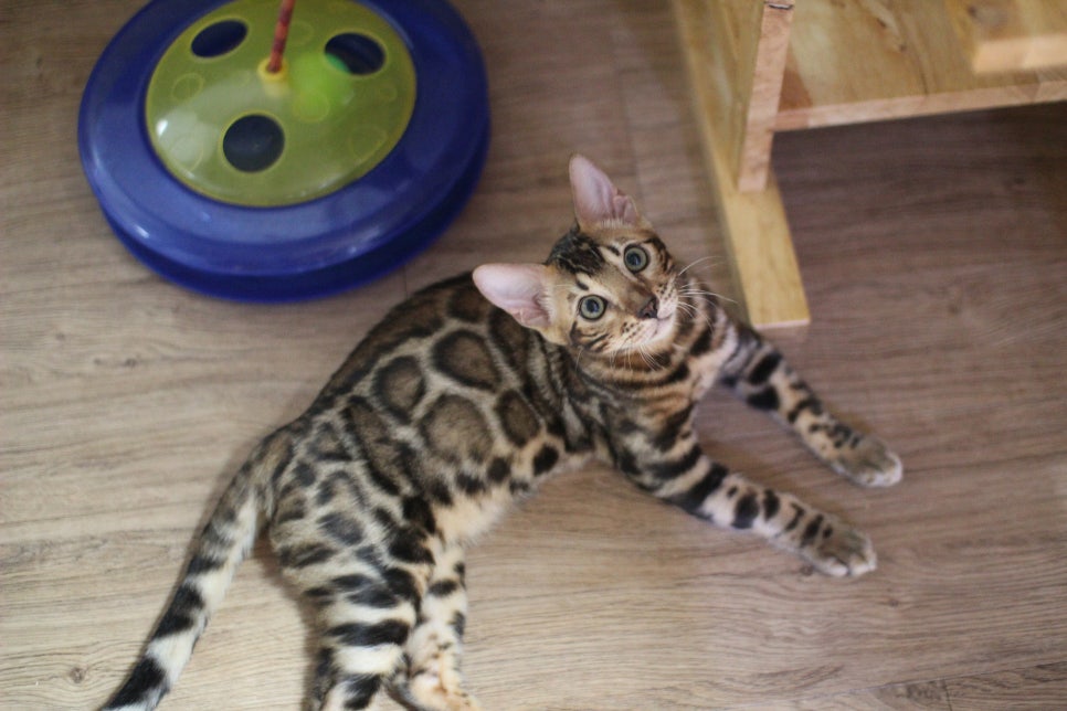 뱅갈고양이 강아지 같은 아이들 분양해요~ 관련 이미지 4