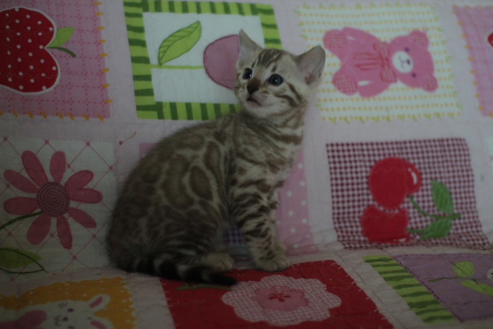 뱅갈고양이 분양은 순수혈통에 아이로 입양하세요~ 관련 이미지 13