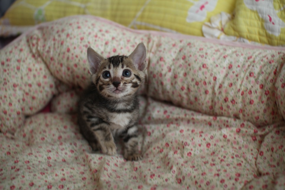 뱅갈고양이 여아1 분양해요~ 관련 이미지 1