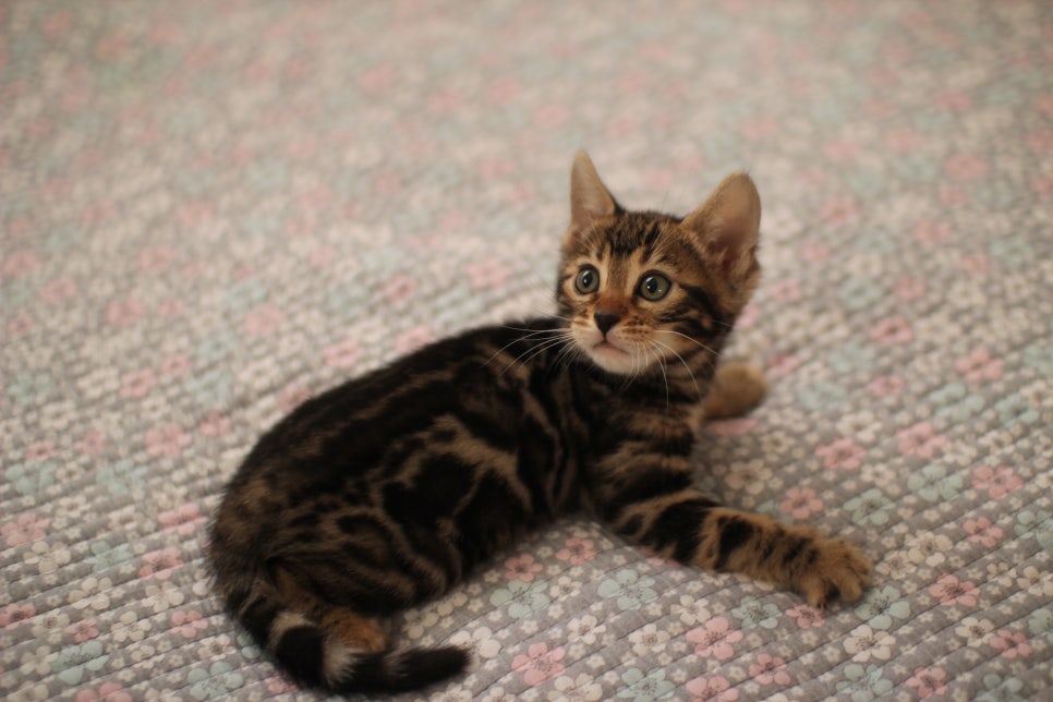 브라운,실버뱅갈고양이 여아 두아이 분양해요~ 관련 이미지 2