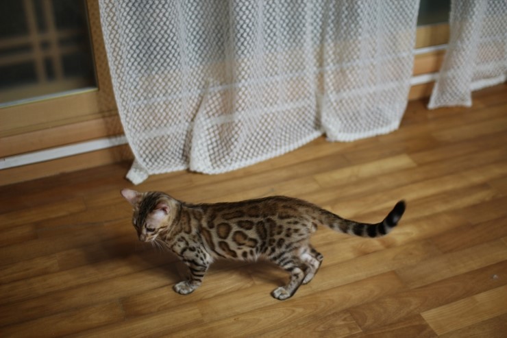 강아지 같은 성격에 뱅갈고양이 분양해요 관련 이미지 12