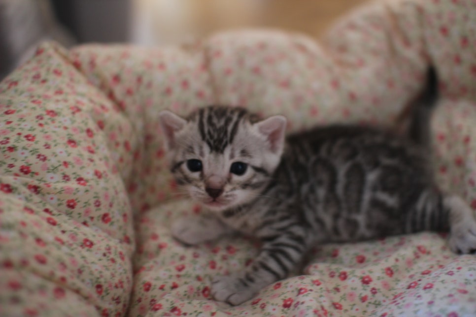 실버뱅갈고양이 여아 분양합니다~ 관련 이미지 9