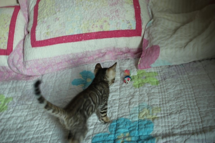 빅로젯 뱅갈고양이 남아예요~ 관련 이미지 7