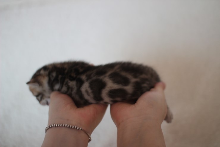 뱅갈고양이 분양 어쩜 이리도 화려할수 있을까 관련 이미지 8