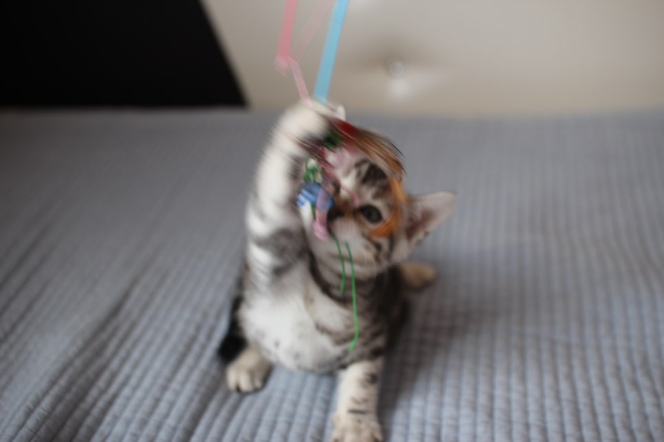 실밍크,브라운,실버뱅갈고양이 분양 합니다~ 관련 이미지 14