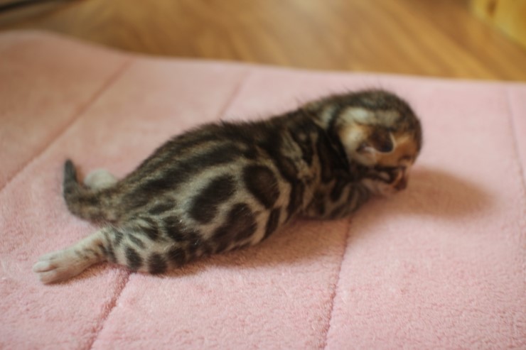 뱅갈고양이 4형제 눈 떴습니다~ 관련 이미지 10