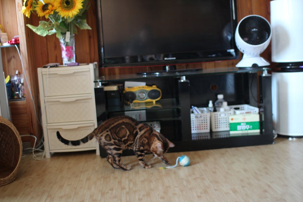 뱅갈고양이 블랙홀 강아지야 고양이야? ^^ 관련 이미지 9