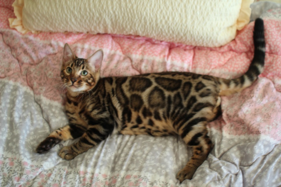 완전완전 개냥이 건강한 근육질 뱅갈고양이 남아 분양해요~ 관련 이미지 9