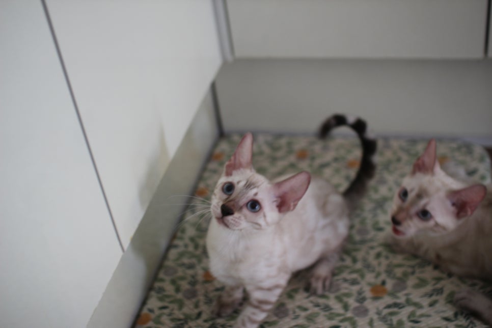 뱅갈고양이분양 진정한 개냥이란 관련 이미지 1