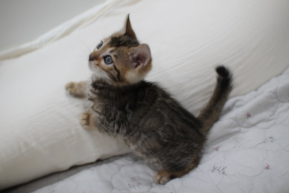 빅로젯이 멋진 완전완전 개냥이 남아 분양해요~ 관련 이미지 5