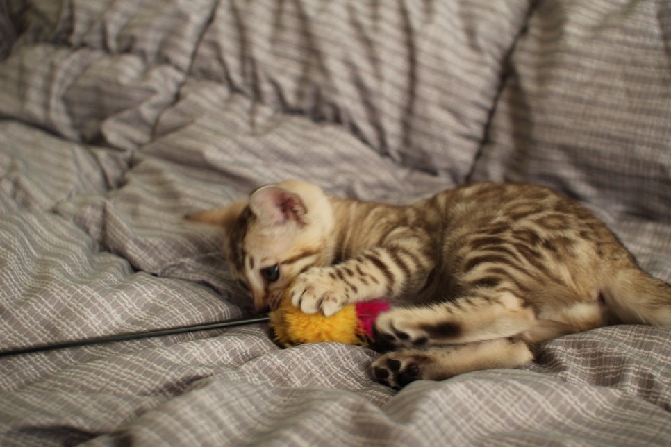 실밍크뱅갈고양이 여아 분양하고 있어요~ 관련 이미지 5