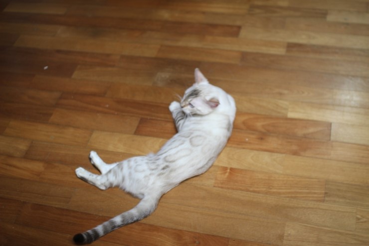 실링스 뱅갈고양이 키나예요~ 관련 이미지 3