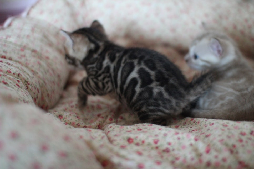 뱅갈고양이 꼬맹이들 사진전 ㅎㅎ 관련 이미지 31