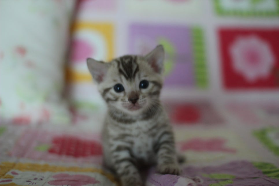 앙증,깜찍 스노우 뱅갈고양이 꼬맹이들~~ 관련 이미지 7