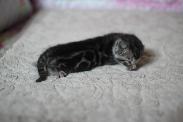 실버뱅갈고양이 꼬물이 여아예요 관련 이미지 4