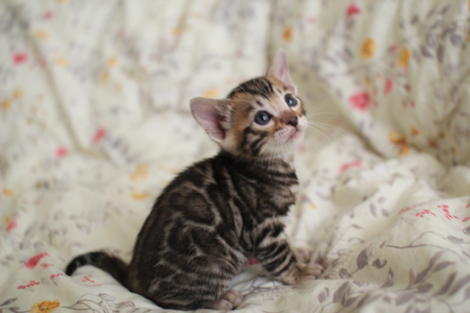 순둥이 개냥이 뱅갈고양이 남아 분양해요~ 관련 이미지 5