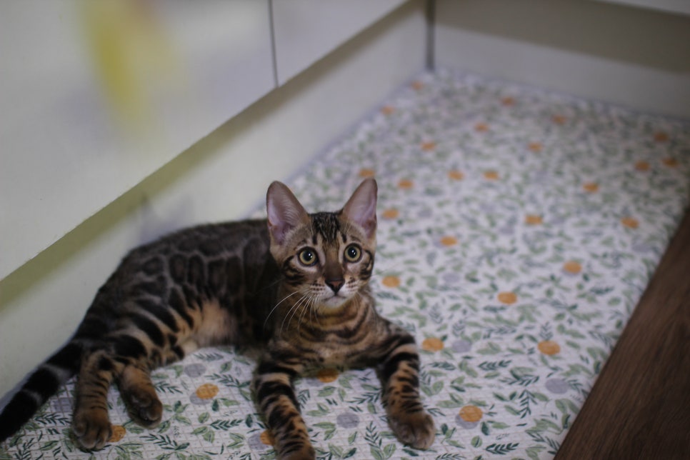 뱅갈고양이 분양중인 아이들~ 관련 이미지 2