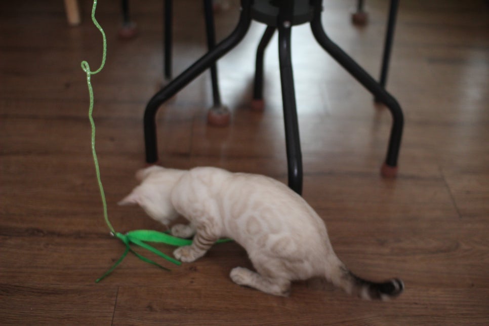 스노우뱅갈고양이 덩치 큰 여아예요~ 관련 이미지 13