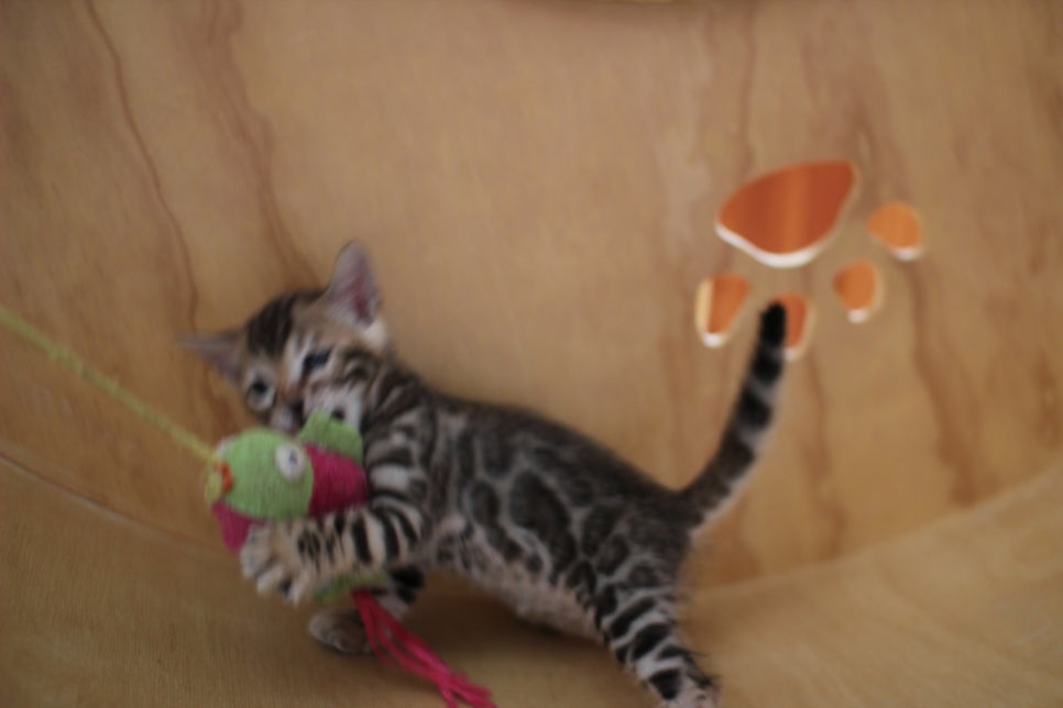 뱅갈고양이 여아들 캣휠 연습중~ 관련 이미지 19