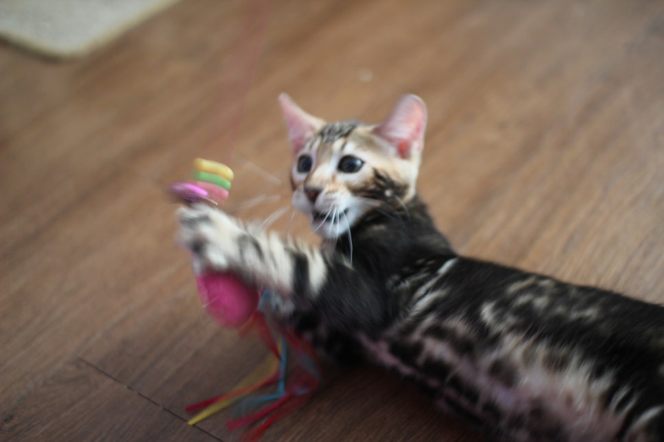 완전 개냥이 덩치 좋은 마블 뱅갈고양이 남아 분양합니다~ 관련 이미지 3