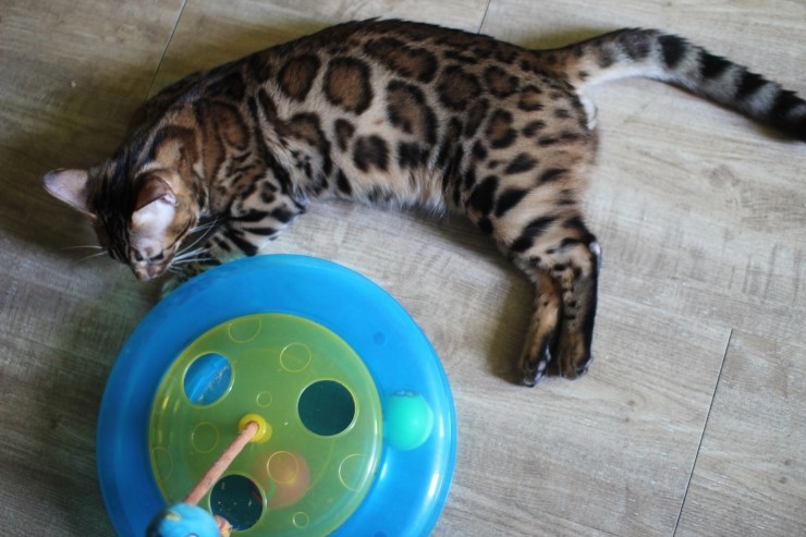 뱅갈고양이,뱅갈고양이 분양,링컨이와 초아 ~~~ 관련 이미지 6