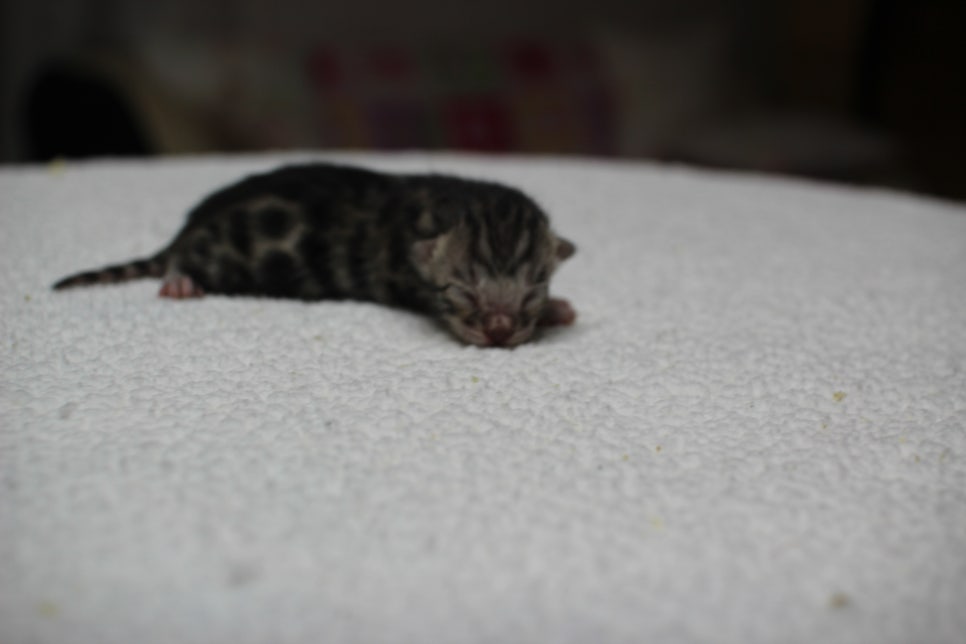 실버뱅갈고양이 꼬물이들 입니다~ 관련 이미지 7