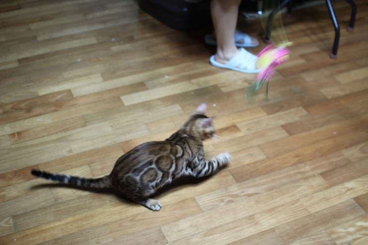 뱅갈고양이 아이들 근황~ 관련 이미지 5