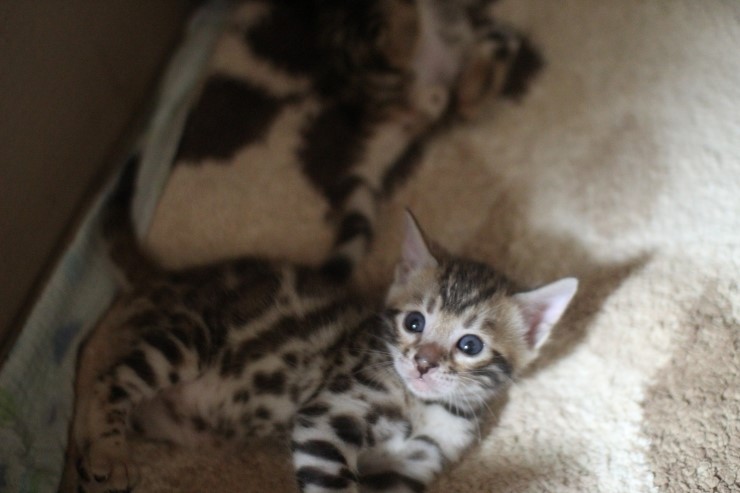 뱅갈고양이 꼬맹이들 많이 컸어요~ 관련 이미지 5