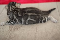 해외로 예약된 실버뱅갈고양이 남아~ 관련 이미지 1