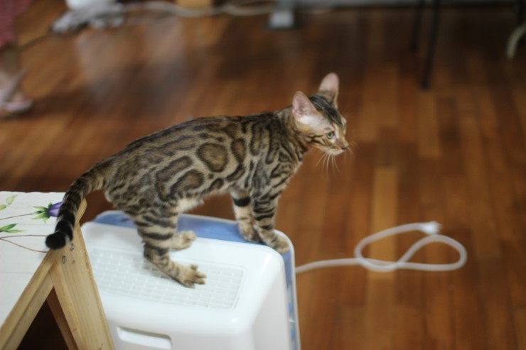 뱅갈고양이 태양이 분양 합니다~ 관련 이미지 4