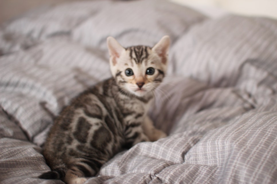 실버뱅갈고양이 여아 분양해요! 관련 이미지 3