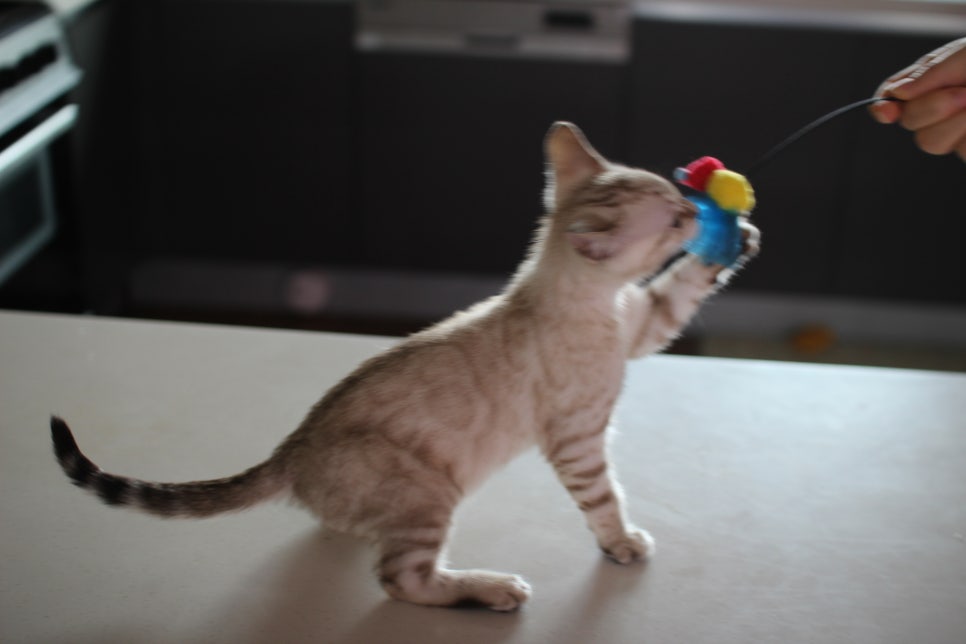 진정한 개냥이 스노우뱅갈고양이 남아 분양해요~ 관련 이미지 4