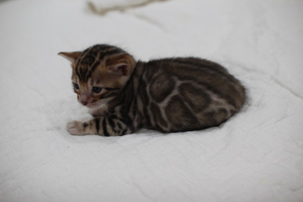 브라운 뱅갈고양이 남아 모색이 점점 더 이뻐지고 있어요~ 관련 이미지 2