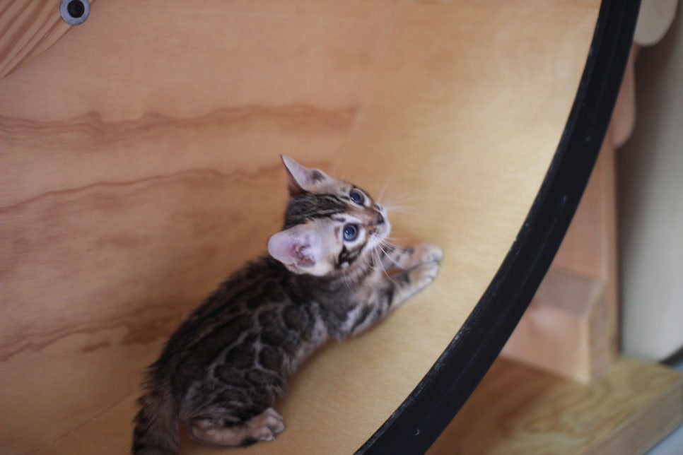 뱅갈고양이분양 무늬와 건강이 최고 관련 이미지 7