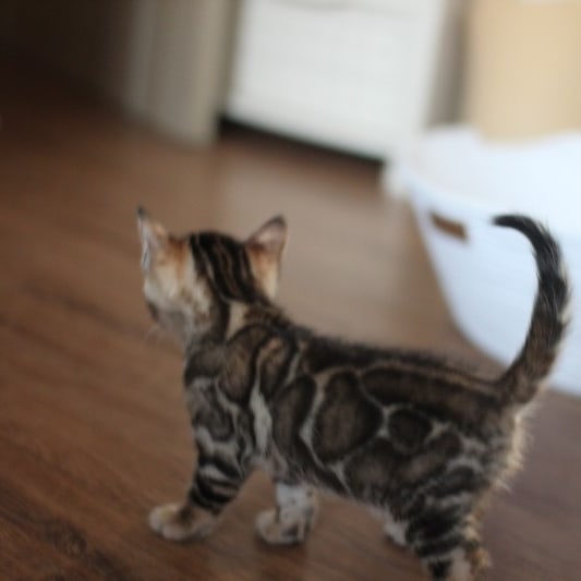 분양중인 뱅갈고양이 장군이 성장 모습~ 관련 이미지 5