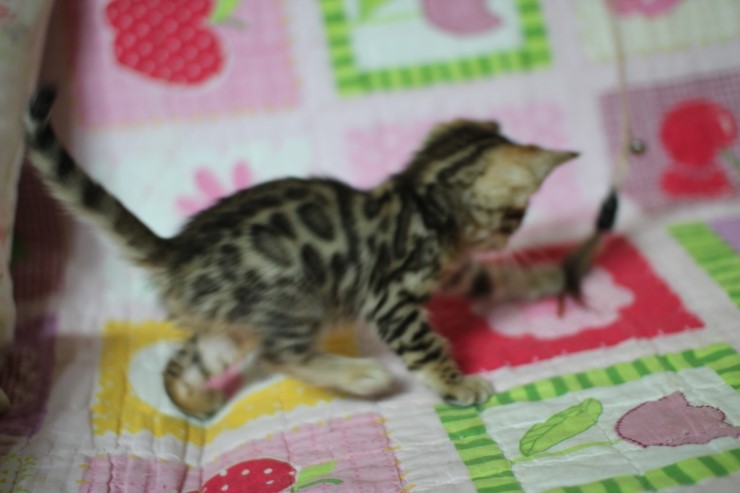 뱅갈고양이 분양 진정한 개냥이란? 관련 이미지 20