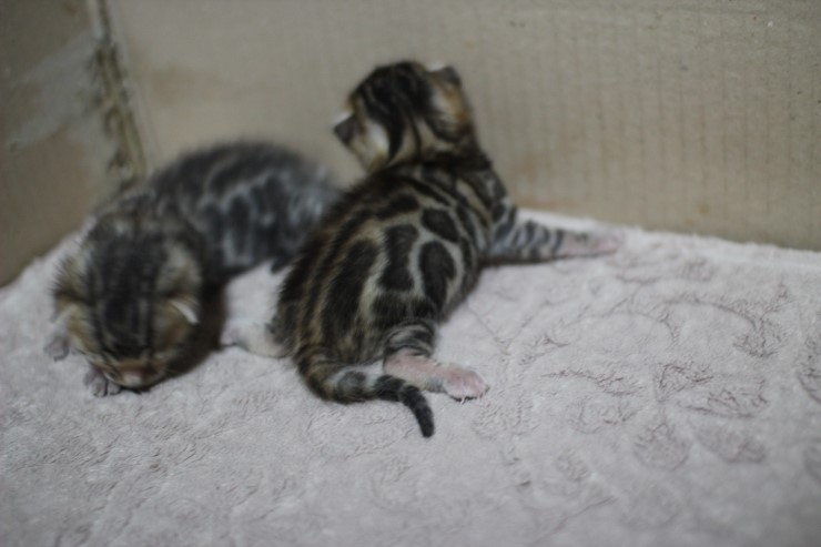 뱅갈고양이 자매 오늘 모습 입니다~ 관련 이미지 29