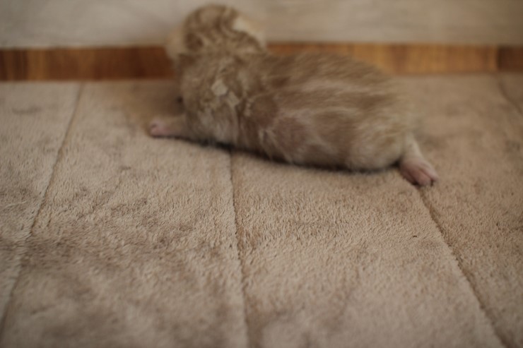 뱅갈고양이 6남매 꼬맹이들 성장 모습~ 관련 이미지 7