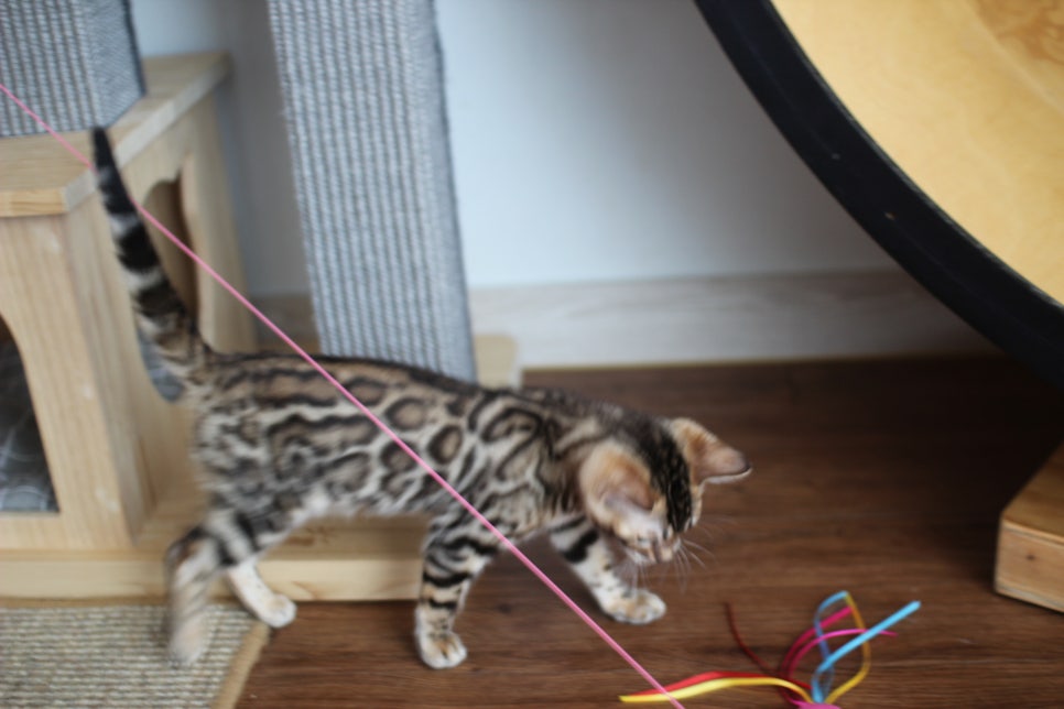 낯가림 없고 성격 최고인 뱅갈고양이 여아 분양해요~ 관련 이미지 8