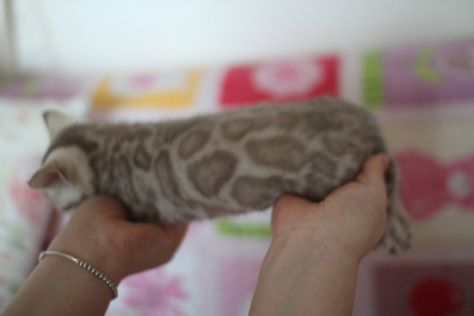 뱅갈고양이 분양은 순수혈통에 아이로 입양하세요~ 관련 이미지 15